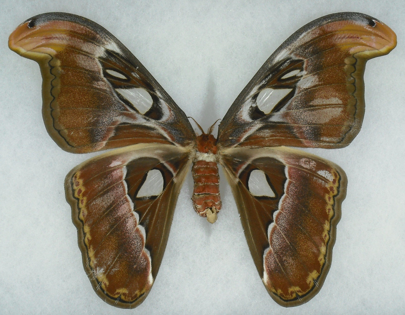 Attacus atlas formosana female (aberration) [Internet image property of respective owner, non commercial use only]